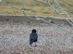 Corvus brachyrhynchos