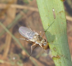 Brachydeutera sydneyensis