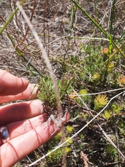 Adenanthos meisneri