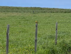 Emberiza citrinella caliginosa
