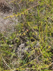 Adenanthos meisneri