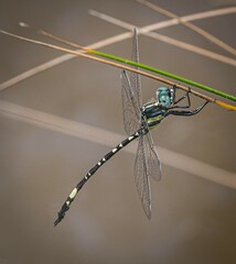 Parasynthemis regina
