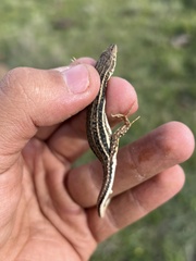 Pedioplanis burchelli