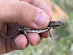 Pedioplanis burchelli