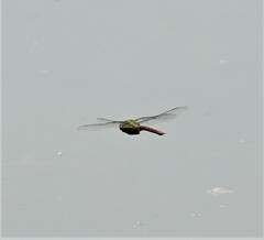 Anax longipes