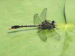 Arigomphus villosipes