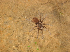 Sericopelma