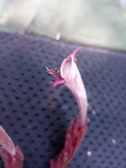 Hypoestes