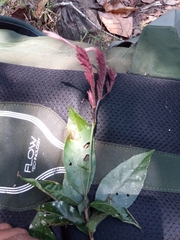 Hypoestes