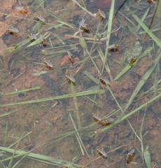 Brachydeutera sydneyensis