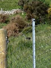 Rhipidura fuliginosa fuliginosa