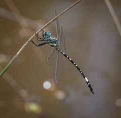 Parasynthemis regina