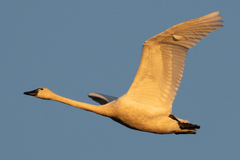 Cygnus columbianus columbianus