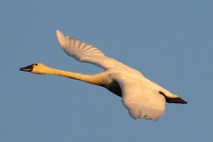 Cygnus columbianus columbianus