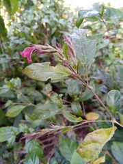 Hypoestes