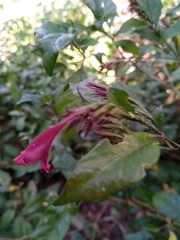 Hypoestes