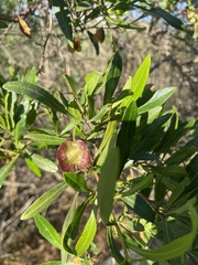 Dodonaea viscosa