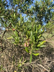 Dodonaea viscosa