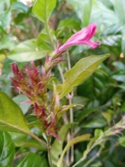 Hypoestes