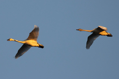 Cygnus columbianus columbianus