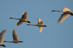 Cygnus columbianus columbianus