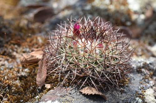 Mammillaria rhodantha ssp. fera-rubra