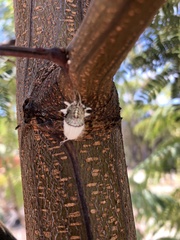 Icerya