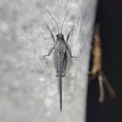 Danielatettix caudatus