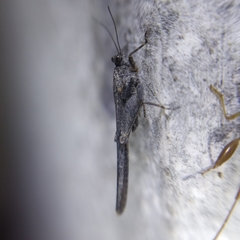 Danielatettix caudatus