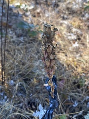 Silene scouleri scouleri