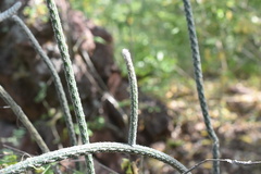 Peniocereus lazaro-cardenasii