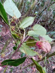 Macaranga echinocarpa