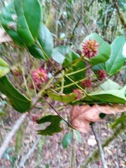 Macaranga echinocarpa