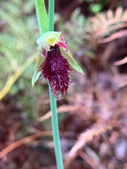 Calochilus robertsonii