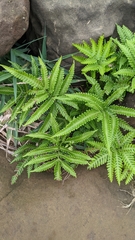 Pteris minor