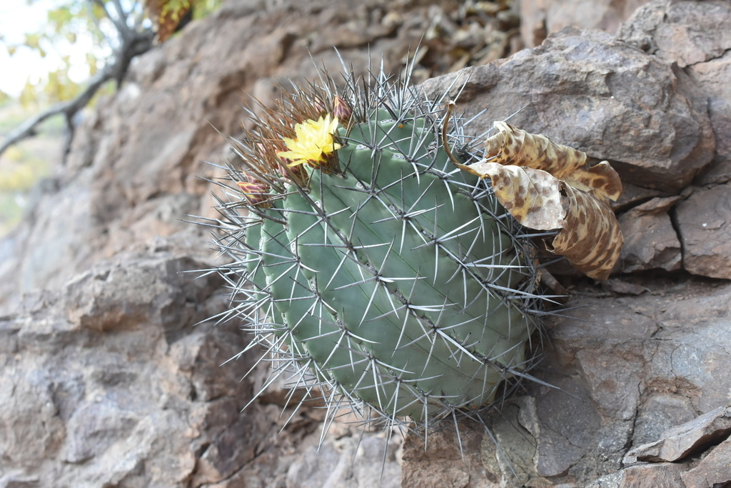 Ferocactus lindsayi, Coahuayutla de José María Izazaga, GRO, MX