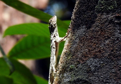 Draco