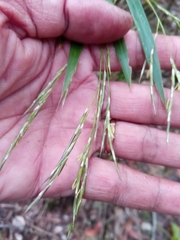 Oldeania madagascariensis