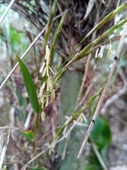 Oldeania madagascariensis