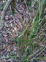 Oldeania madagascariensis