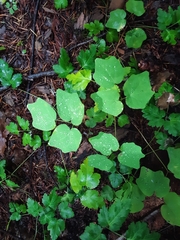 Vancouveria hexandra