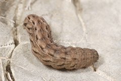 Chersotis margaritacea