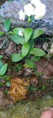 Myosotis lytteltonensis