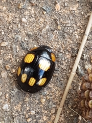 Paropsisterna sexpustulata