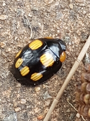 Paropsisterna sexpustulata