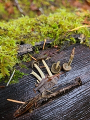 Simocybe centunculus