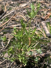 Galium bifolium