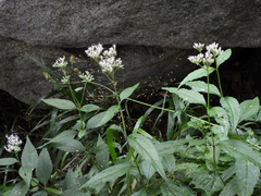 Eupatorium japonicum