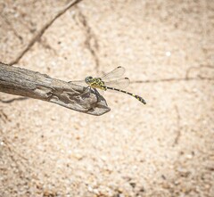 Austrogomphus cornutus
