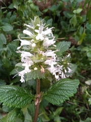 Ajuga oocephala